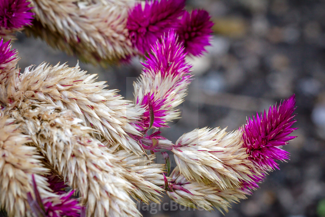 Old Fading Celosia Plant License Download Or Print For 15 00 Photos Picfair