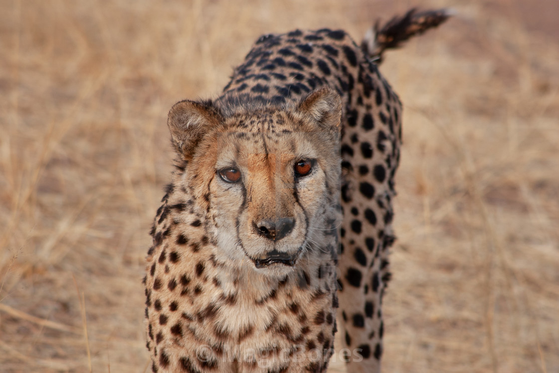 "Portrait of a cheetah in Namibia" stock image