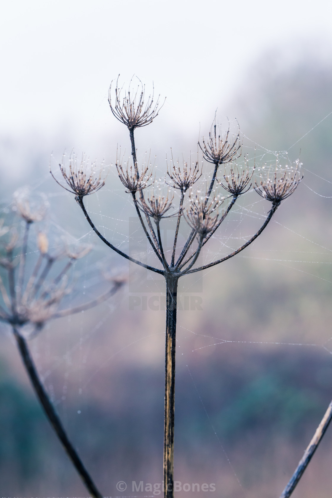 "Burrs covered in wet spider cobweb" stock image