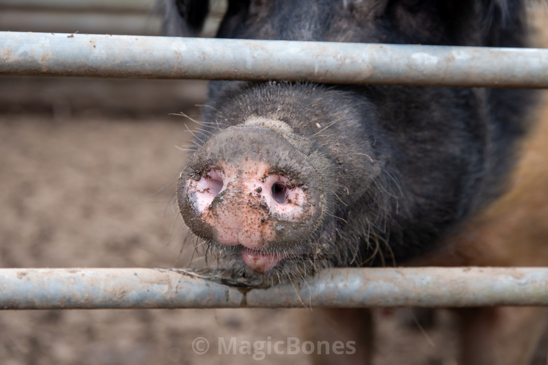 "Saddleback sow pig snout" stock image