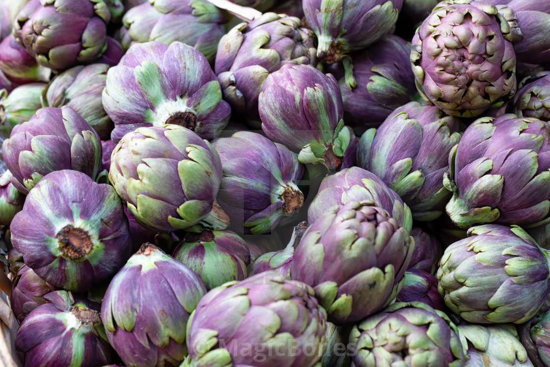 "Pile of purple globe artichokes background image" stock image