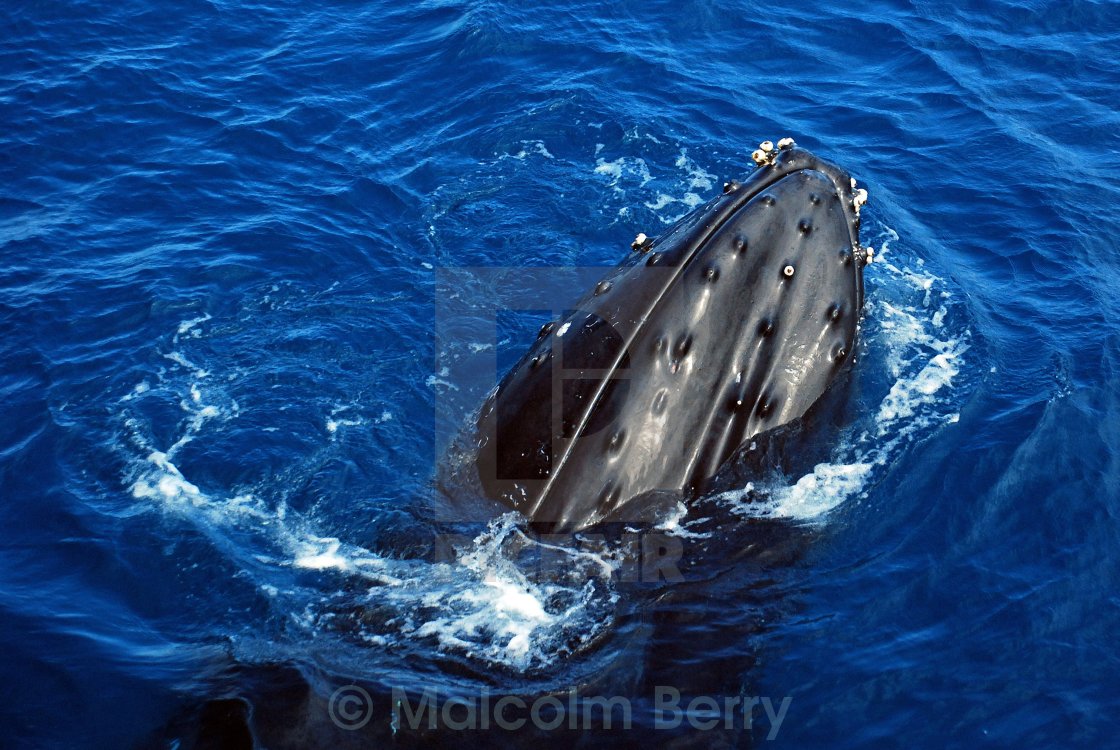 "whale head" stock image