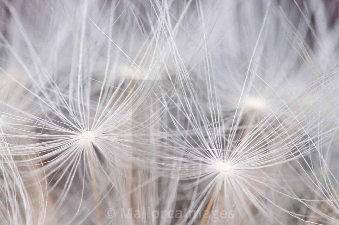 "Dandelion seeds background" stock image