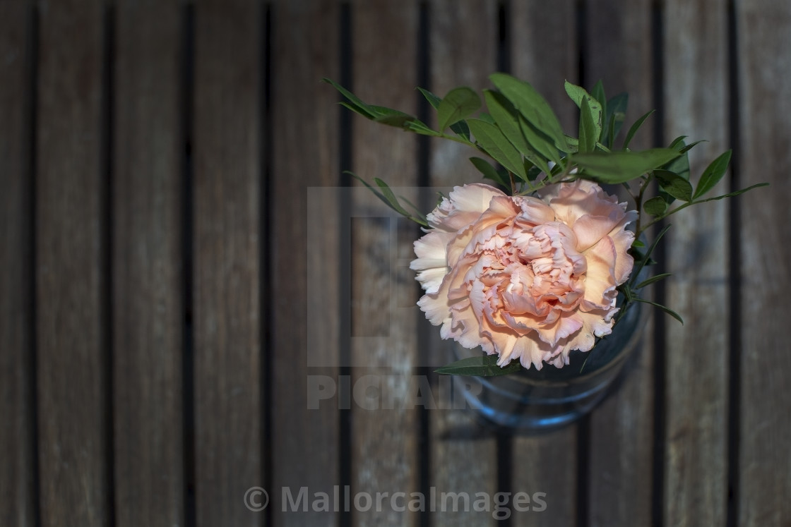 "Pink carnation flower on wood garden table" by MallorcaImages - $12.33 "Pink carnation flower on wood garden table" stock image