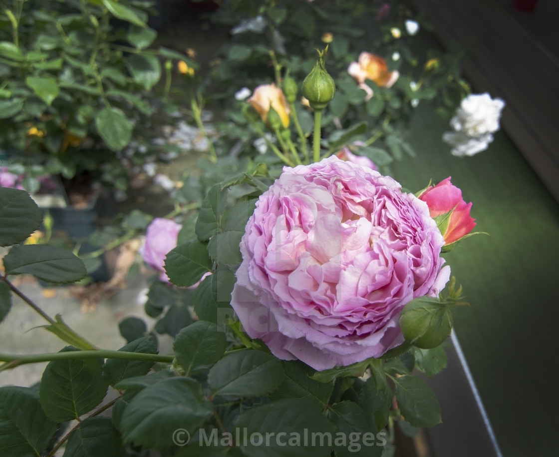 "Gorgeous double pink rose flowers" by MallorcaImages - $12.33 "Gorgeous double pink rose flowers" stock image