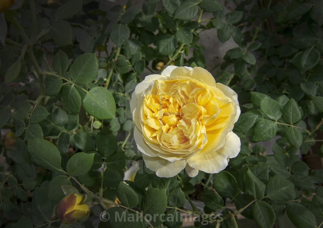 "Gorgeous double yellow rose flowers" by MallorcaImages - $12.33 "Gorgeous double yellow rose flowers" stock image