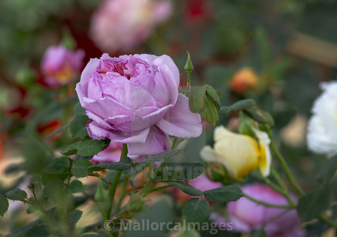 "Beautiful icy pink rose flower closeup" by MallorcaImages - $12.33 "Beautiful icy pink rose flower closeup" stock image