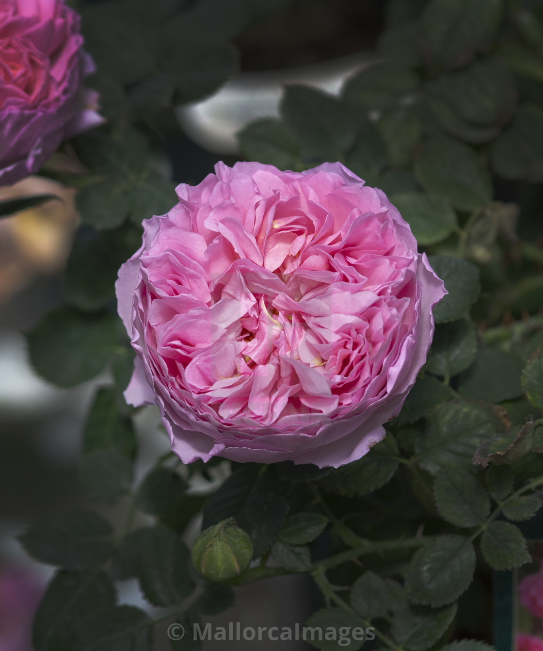 "Beautiful rose flowers closeup" by MallorcaImages - $12.33 "Beautiful rose flowers closeup" stock image