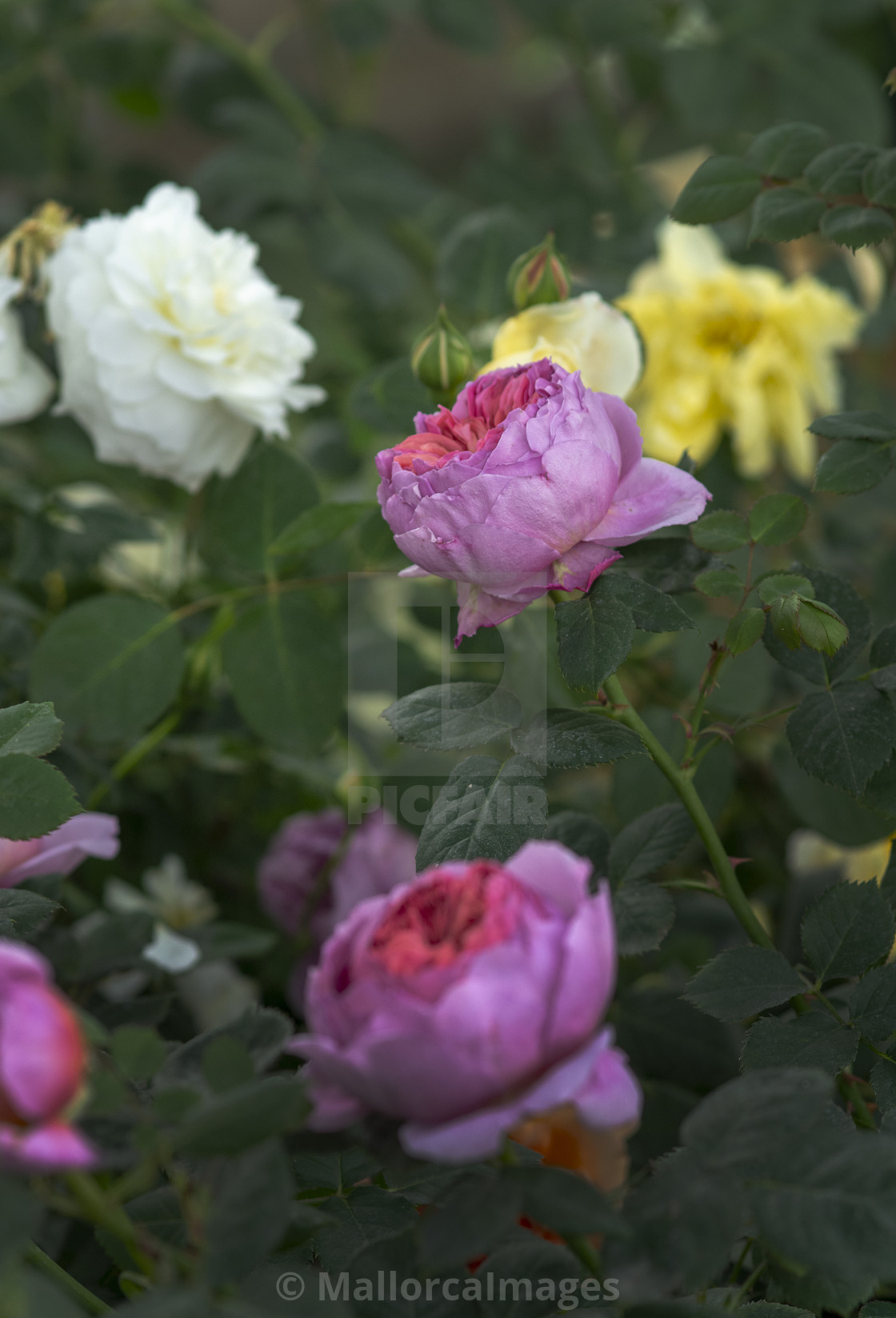 "Beautiful two-toned rose flowers closeup" by MallorcaImages - $12.33 "Beautiful two-toned rose flowers closeup" stock image