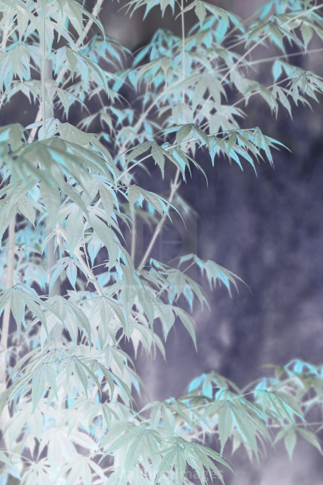 "Elegant Japanese zen style bamboo tree" by MallorcaImages - $12.33 "Elegant Japanese zen style bamboo tree" stock image