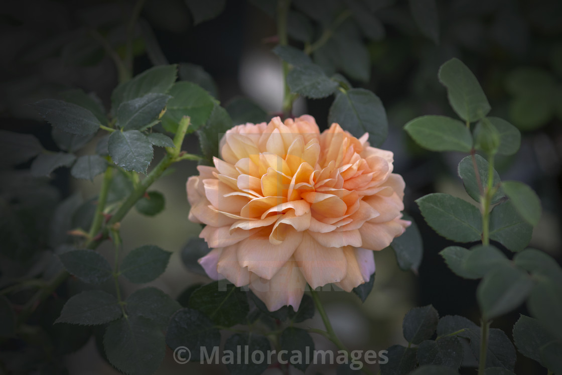 "Beautiful coral pink rose flowers" by MallorcaImages - $12.33 "Beautiful coral pink rose flowers" stock image