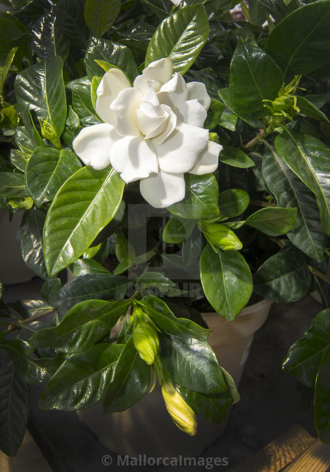 "Beautiful white gardenia flower closeup" by MallorcaImages - $12.33 "Beautiful white gardenia flower closeup" stock image