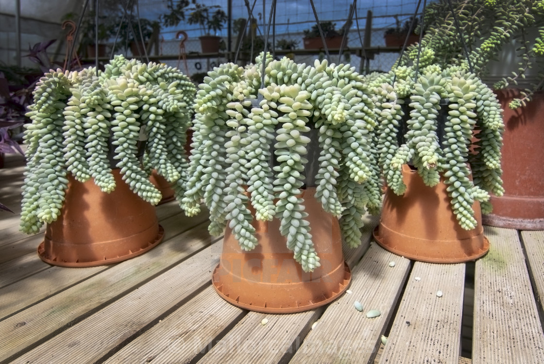 "Sedum plant Sedum burrito in large pots" by MallorcaImages - $12.33 "Sedum plant Sedum burrito in large pots" stock image