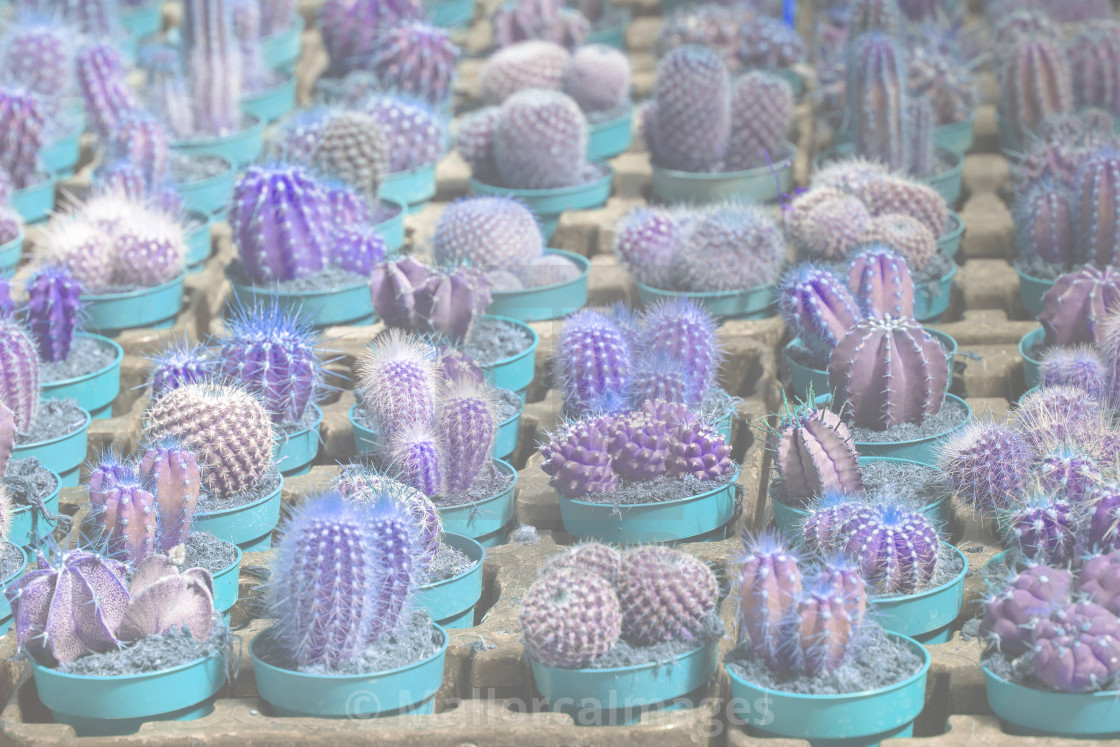 "Abstract blue cactus plants in pots" by MallorcaImages - $12.33 "Abstract blue cactus plants in pots" stock image
