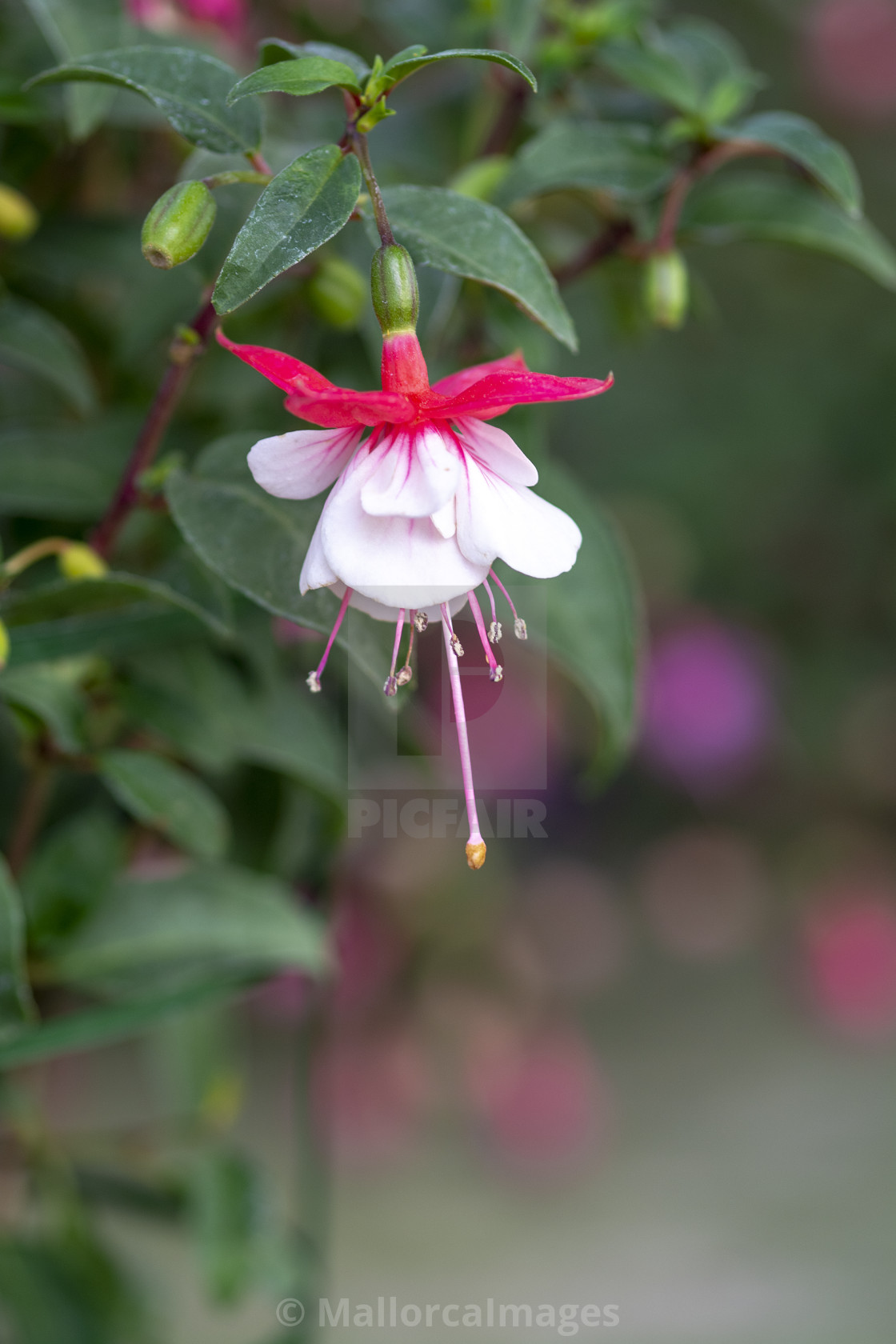"Fuchsia flowers pink and white" by MallorcaImages - $12.33 "Fuchsia flowers pink and white" stock image