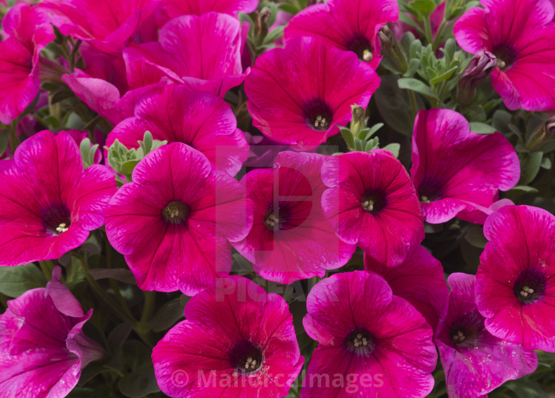"Pink petunia flowers" by MallorcaImages - $12.33 "Pink petunia flowers" stock image