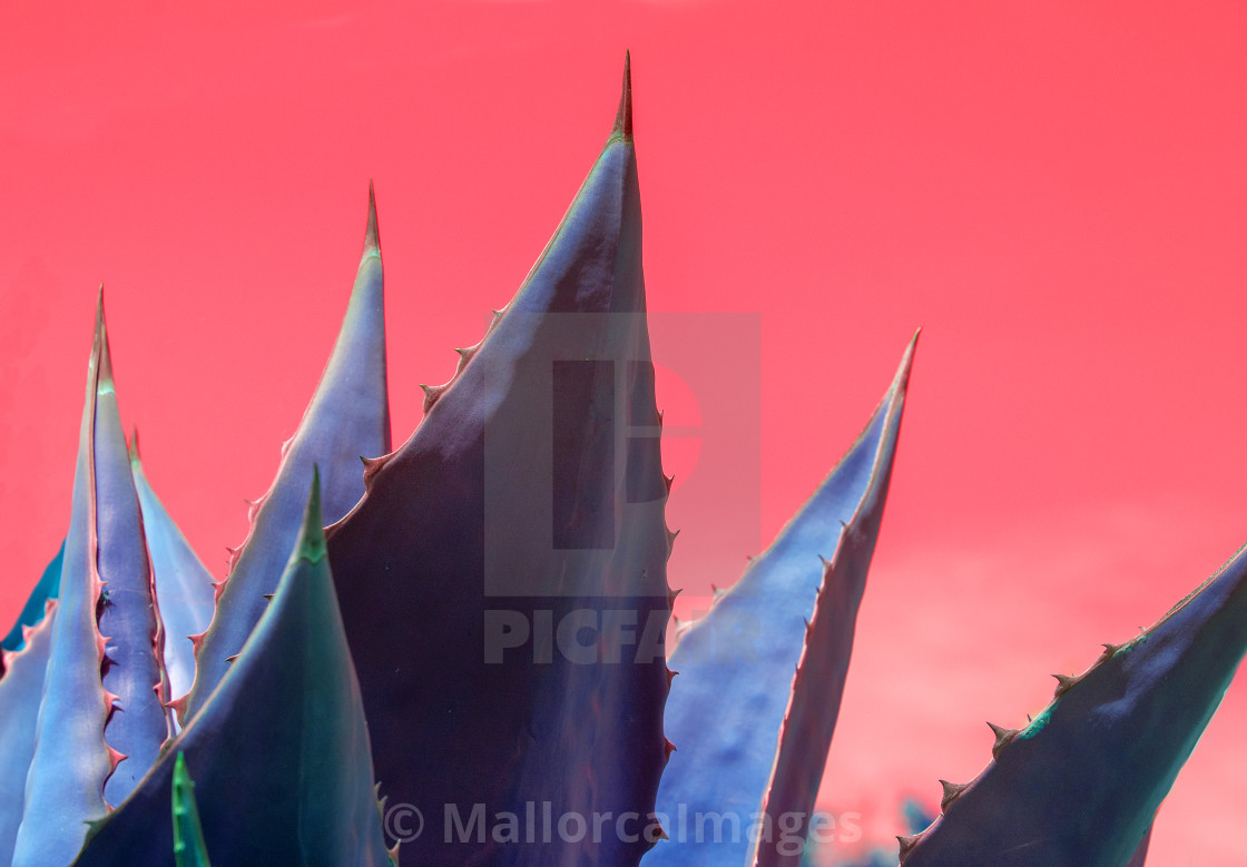 "Abstract succulent agave plant closeup surrealistic red sky" by MallorcaImages - $12.33 "Abstract succulent agave plant closeup surrealistic red sky" stock image