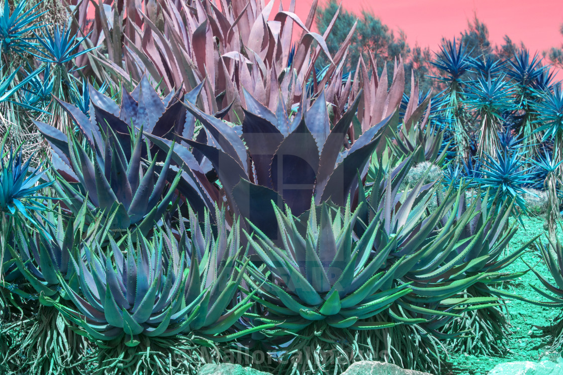 "Succulent agave and aloe vera plants pink orange sky" by MallorcaImages - $12.33 "Succulent agave and aloe vera plants pink orange sky" stock image
