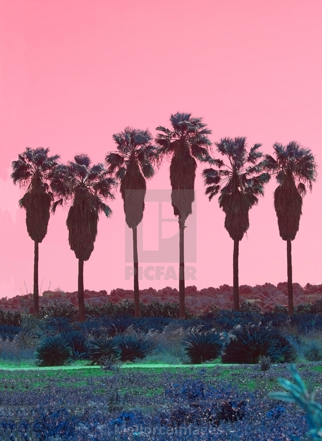 "Palm trees in a row abstract surrealistic pink and green color" by MallorcaImages - $12.33 "Palm trees in a row abstract surrealistic pink and green color" stock image