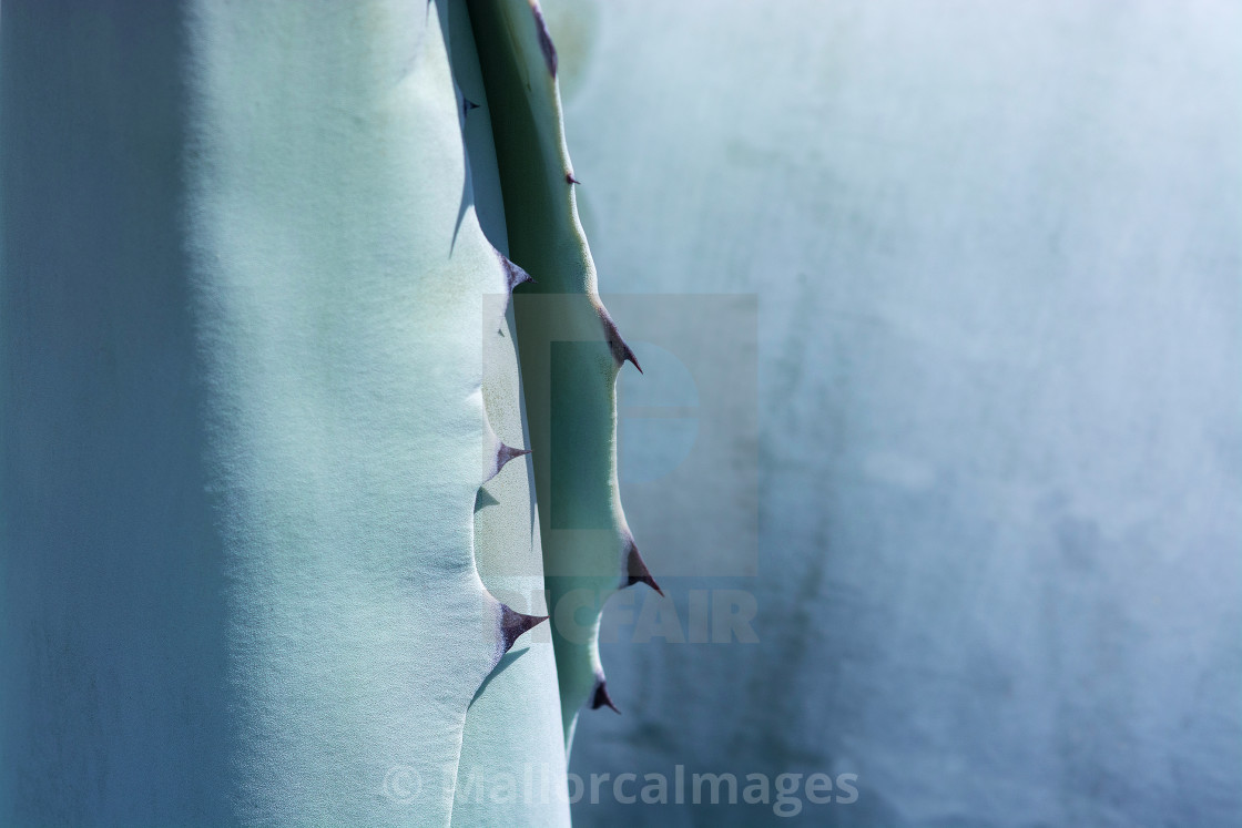 "Abstract succulent agave plant closeup macro" by MallorcaImages - $12.33 "Abstract succulent agave plant closeup macro" stock image
