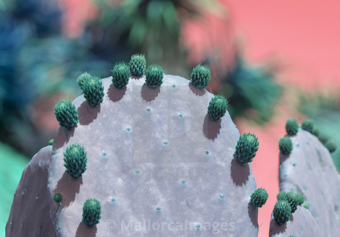 "Surrealistic purple and green thorny cactus with little fruits" stock image