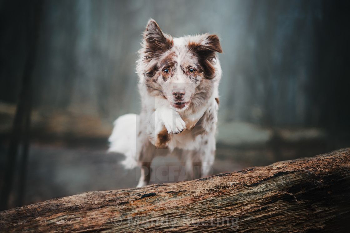 "Jumping dog" stock image