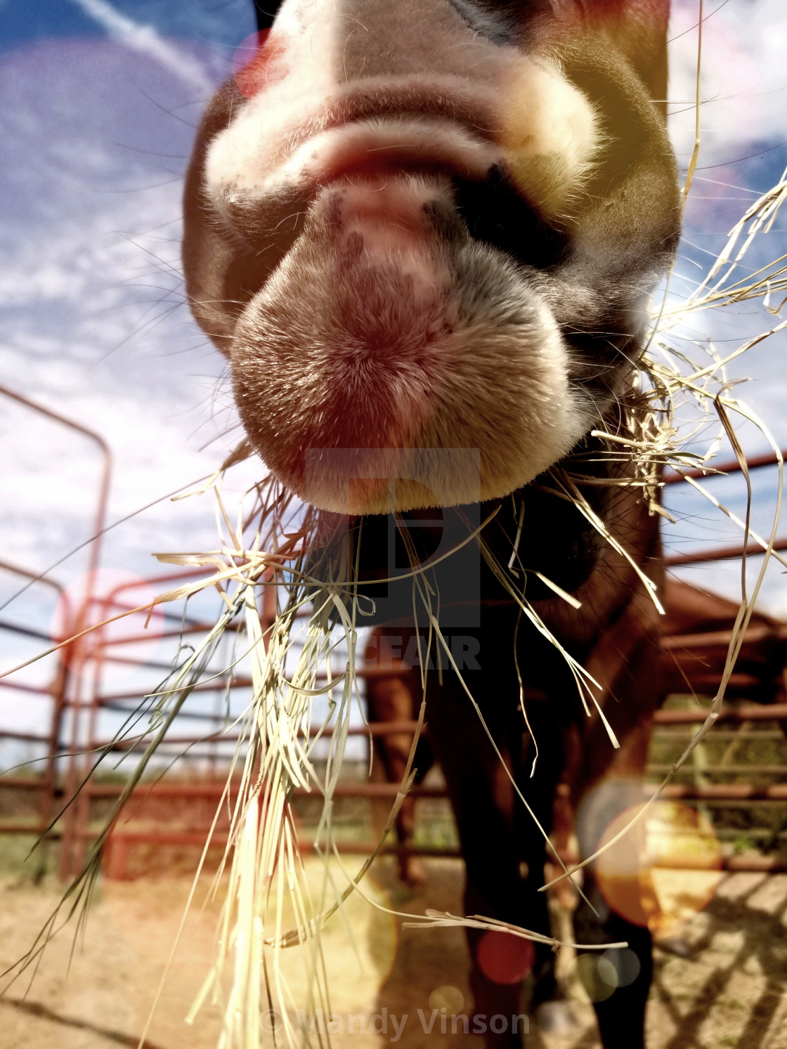 "Morning kisses" by Mandy Vinson - £12.40 "Morning kisses" stock image
