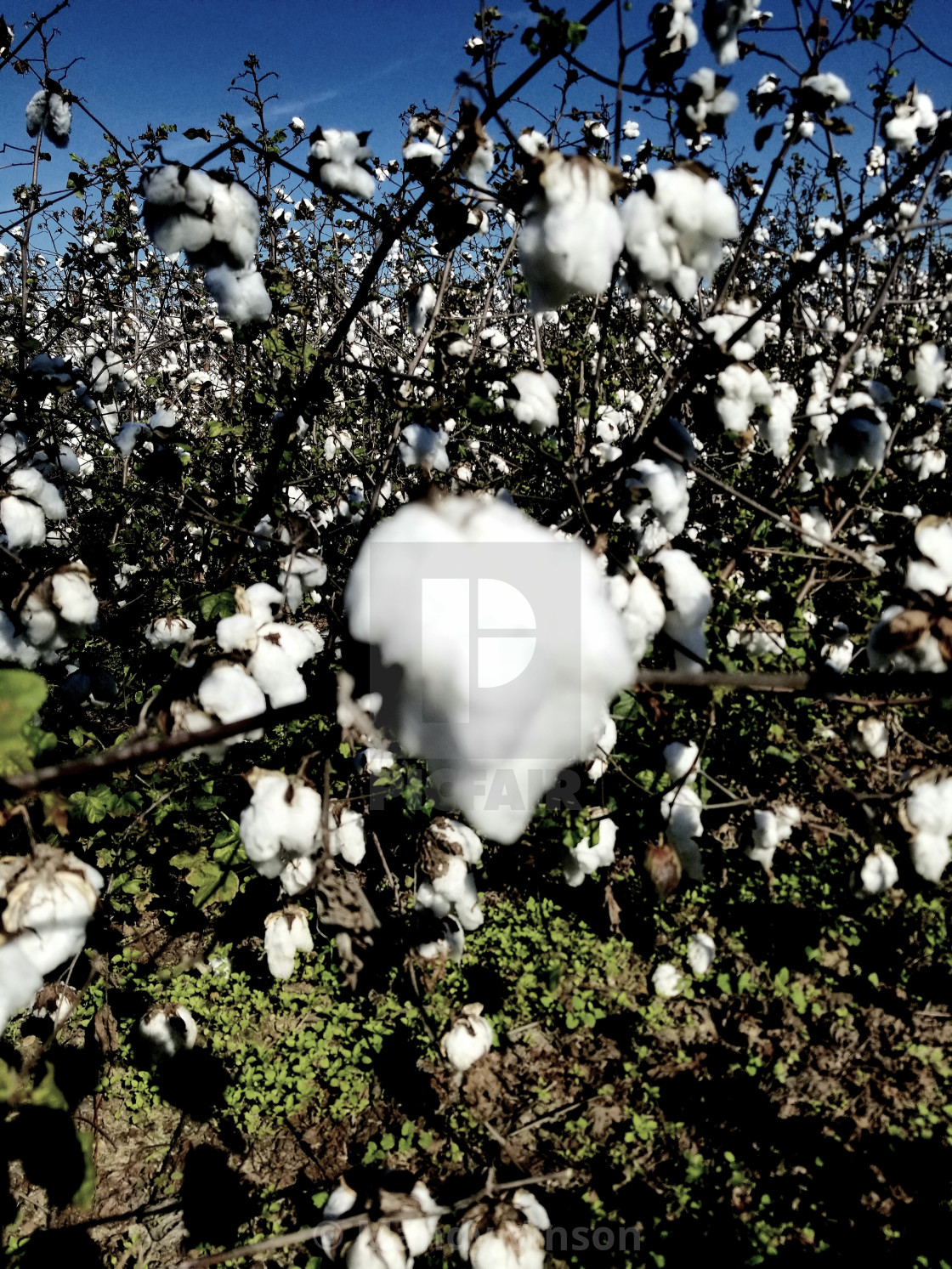"Snow of the south" by Mandy Vinson - £12.40 "Snow of the south" stock image