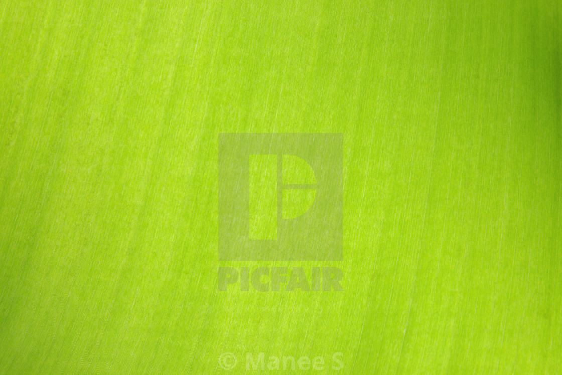 Abstract Green Leaf Background With Detail License Download Or
