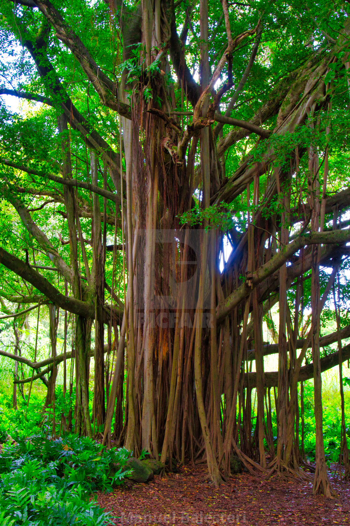 Banyan Tree License Download Or Print For 24 80 Photos Picfair