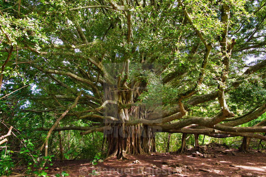 Huge Banyan Tree License Download Or Print For 24 80 Photos