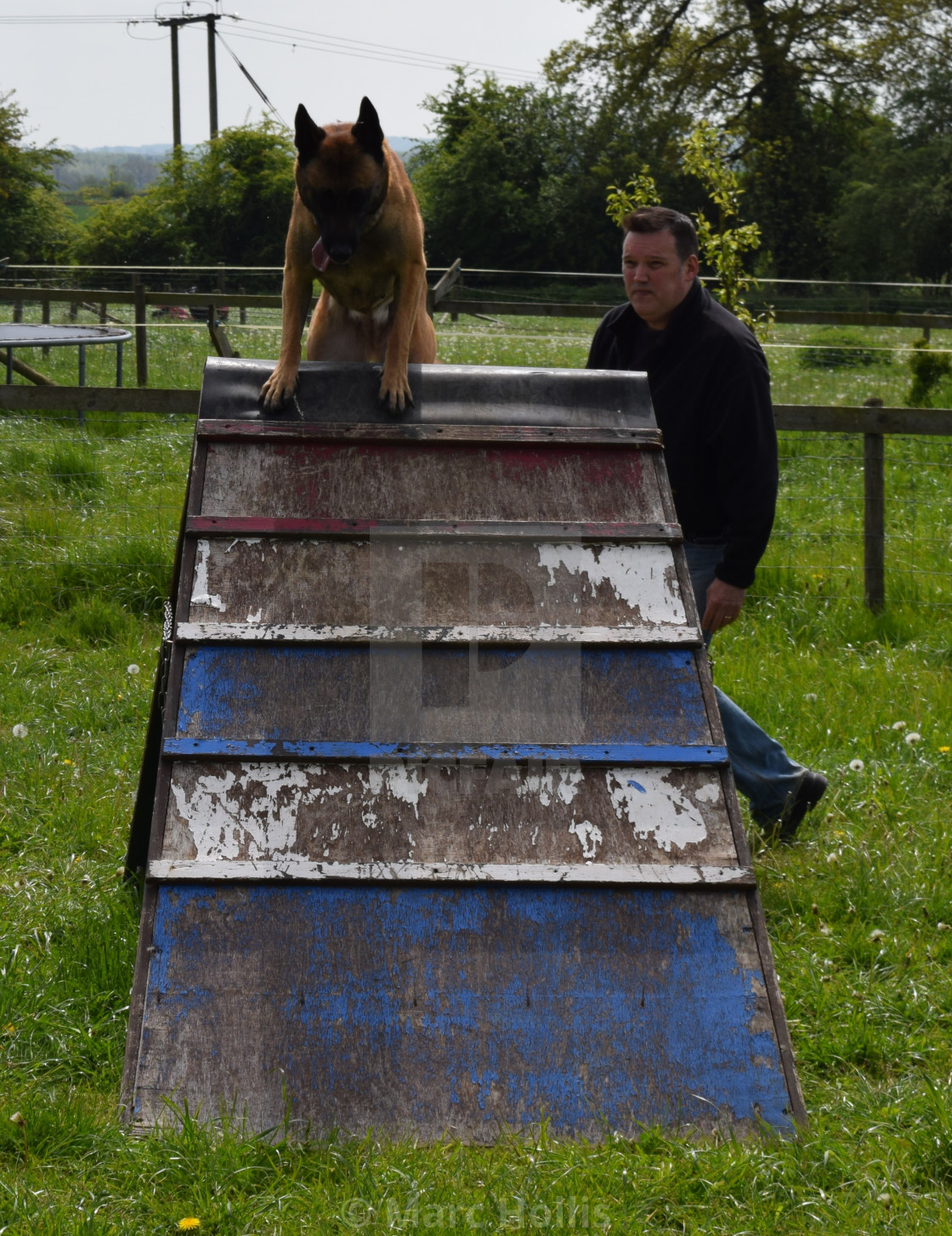 malinois agility training