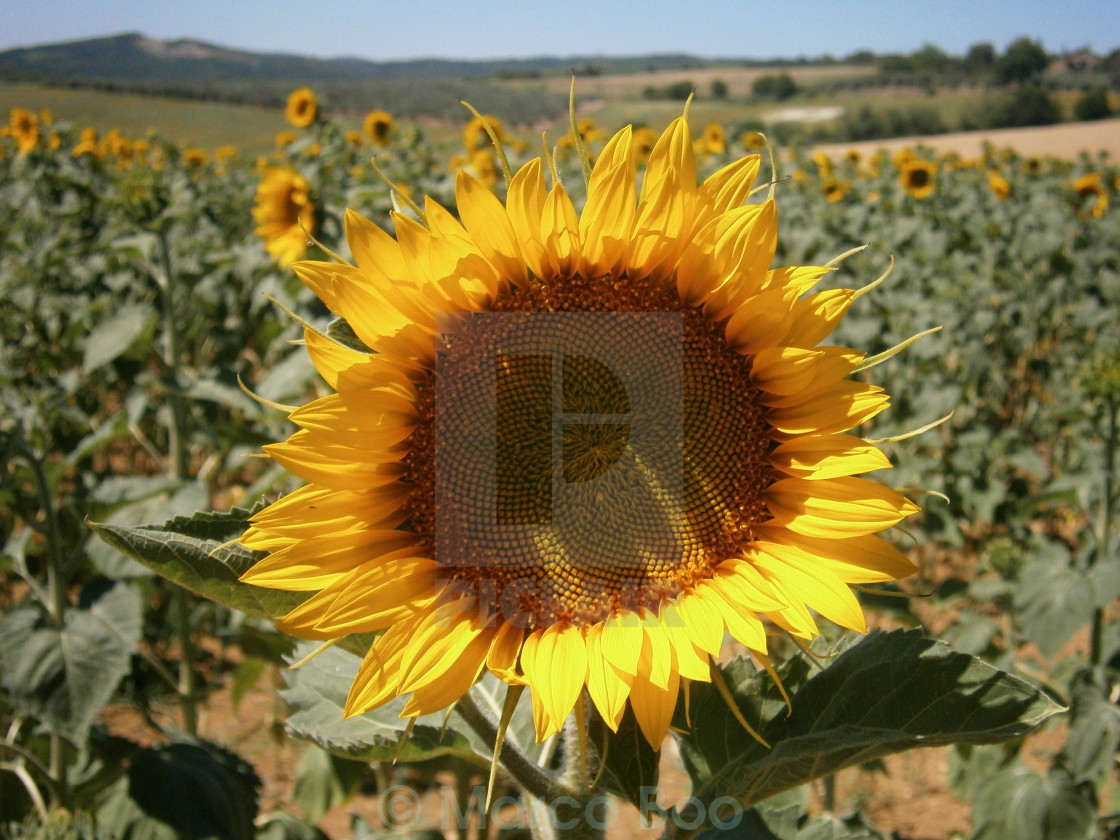 "Sunflower" stock image