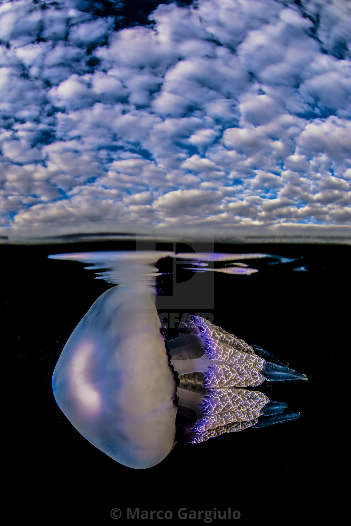 "Jellyfish & clouds" stock image