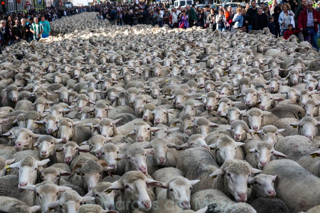 "Thousands sheep crossing the streets" stock image