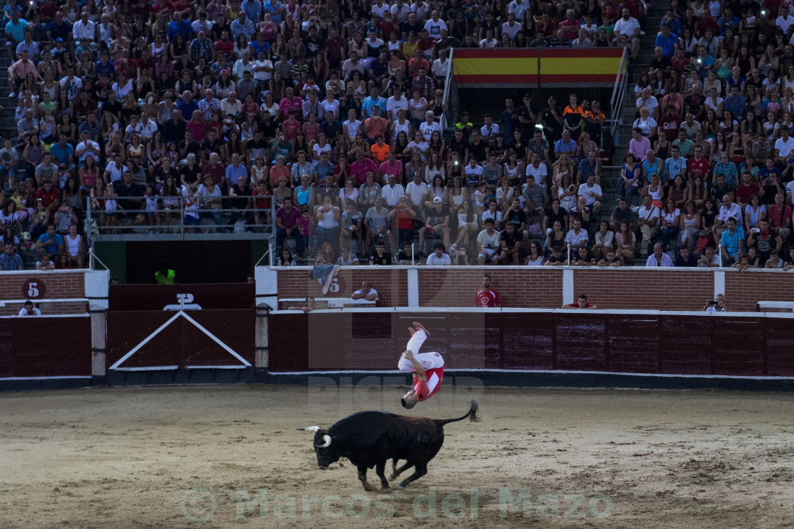 "Bull jumper" by Marcos del Mazo - $15.39 "Bull jumper" stock image