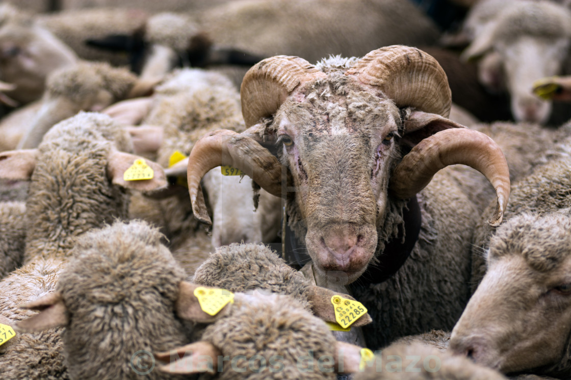 "Sheep in the streets of Madrid" by Marcos del Mazo - $15.39 "Sheep in the streets of Madrid" stock image