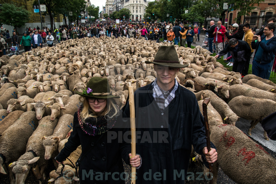 "Thousands sheep take the streets of Madrid" by Marcos del Mazo - $23.09 "Thousands sheep take the streets of Madrid" stock image