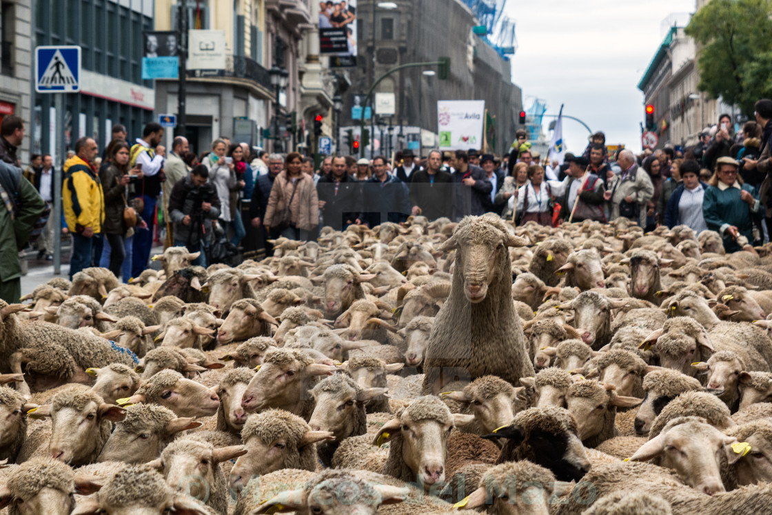 "Thousands sheep take the streets of Madrid" by Marcos del Mazo - $15.39 "Thousands sheep take the streets of Madrid" stock image