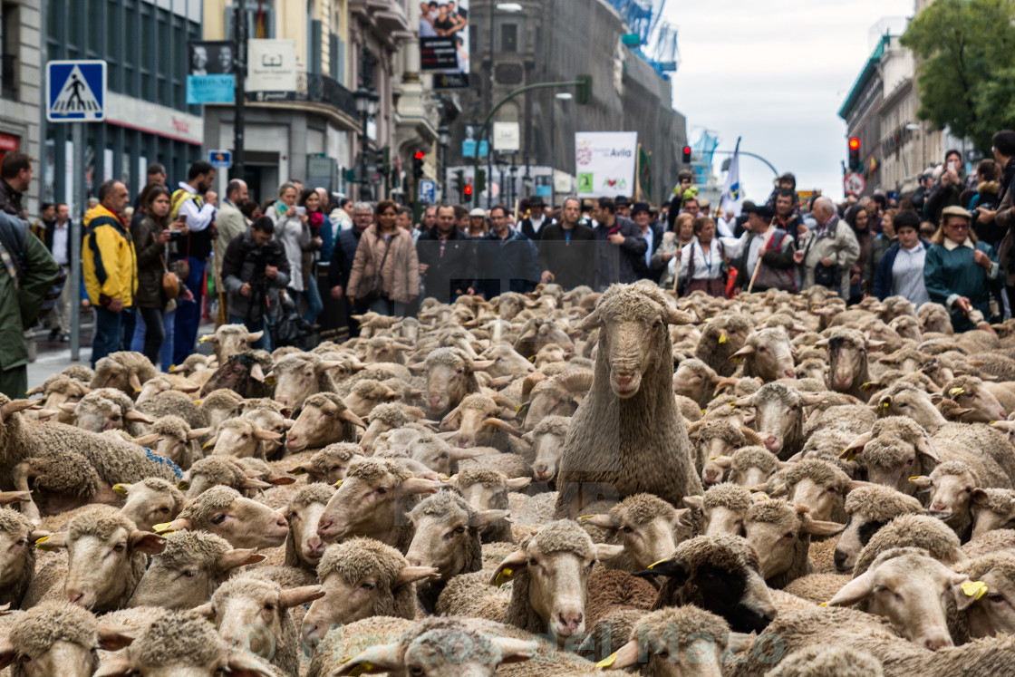 "Thousands sheep take the streets of Madrid" stock image