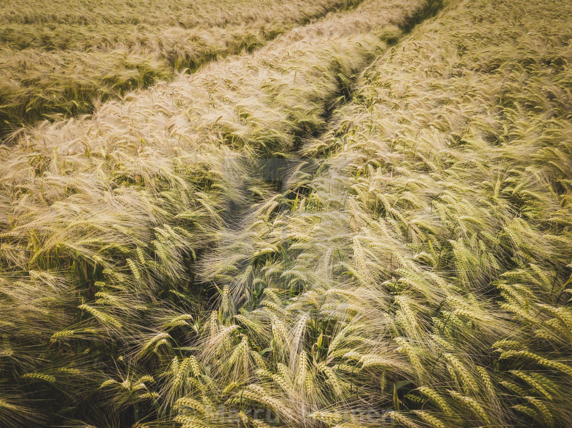 "Field of Barley" stock image