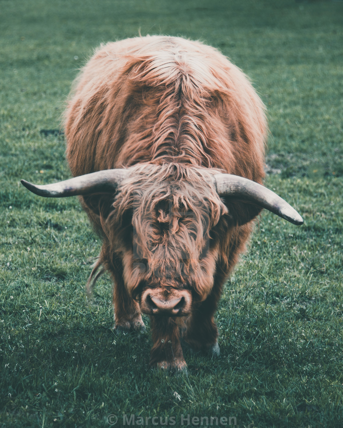 "Scottish Highland Cattle" stock image