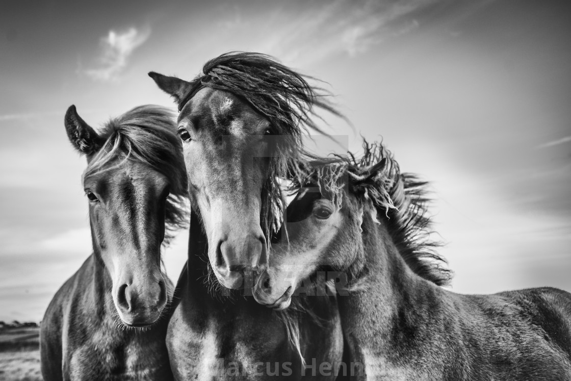 "Windy day" stock image