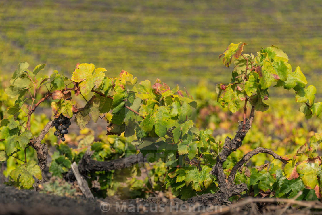 "Grape vines on a vineyard" stock image