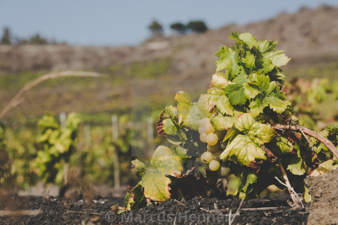 "Grape vines on a vineyard" stock image