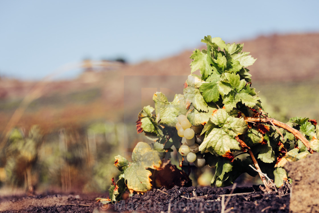 "Grape vines on a vineyard" stock image