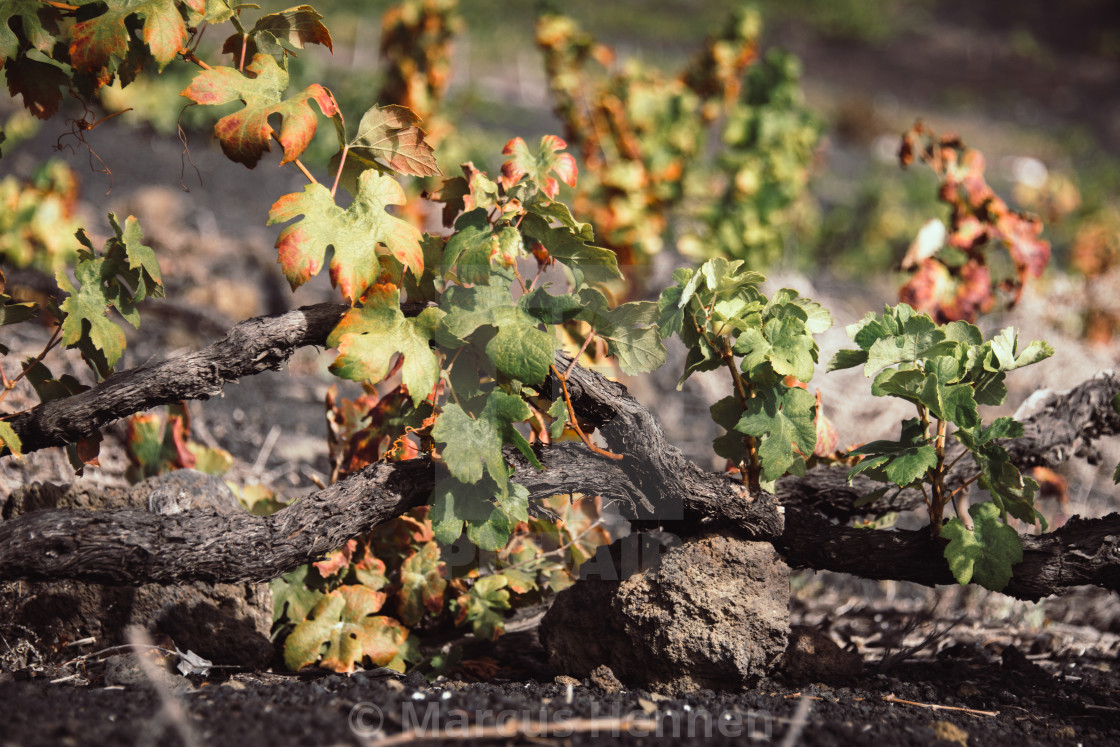 "Grape vines on a vineyard" stock image