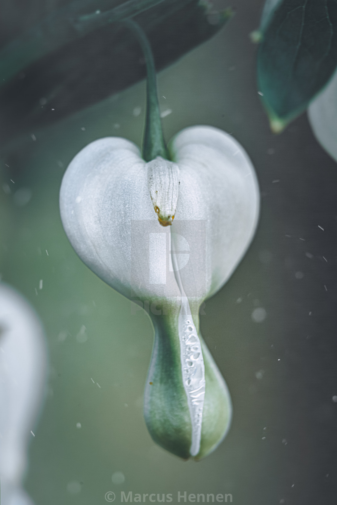 "Bleeding heart" stock image