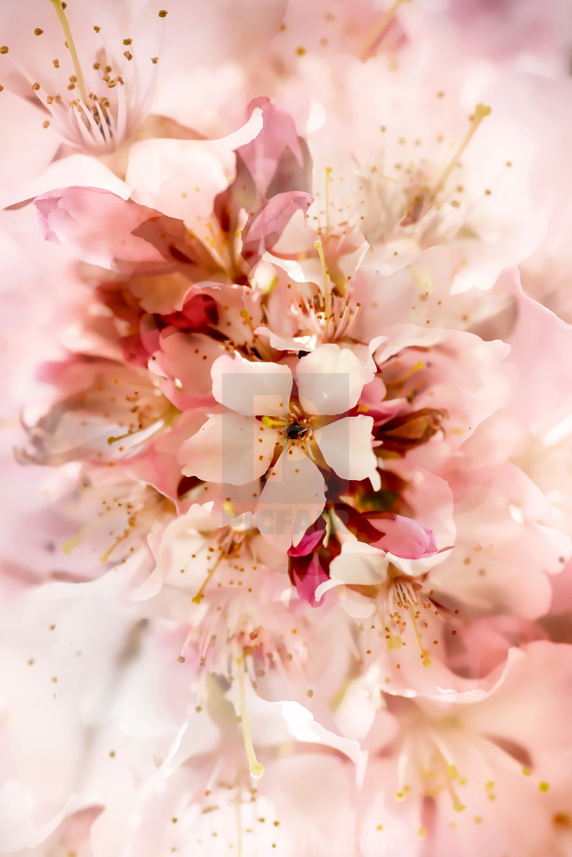 "Sakura" stock image