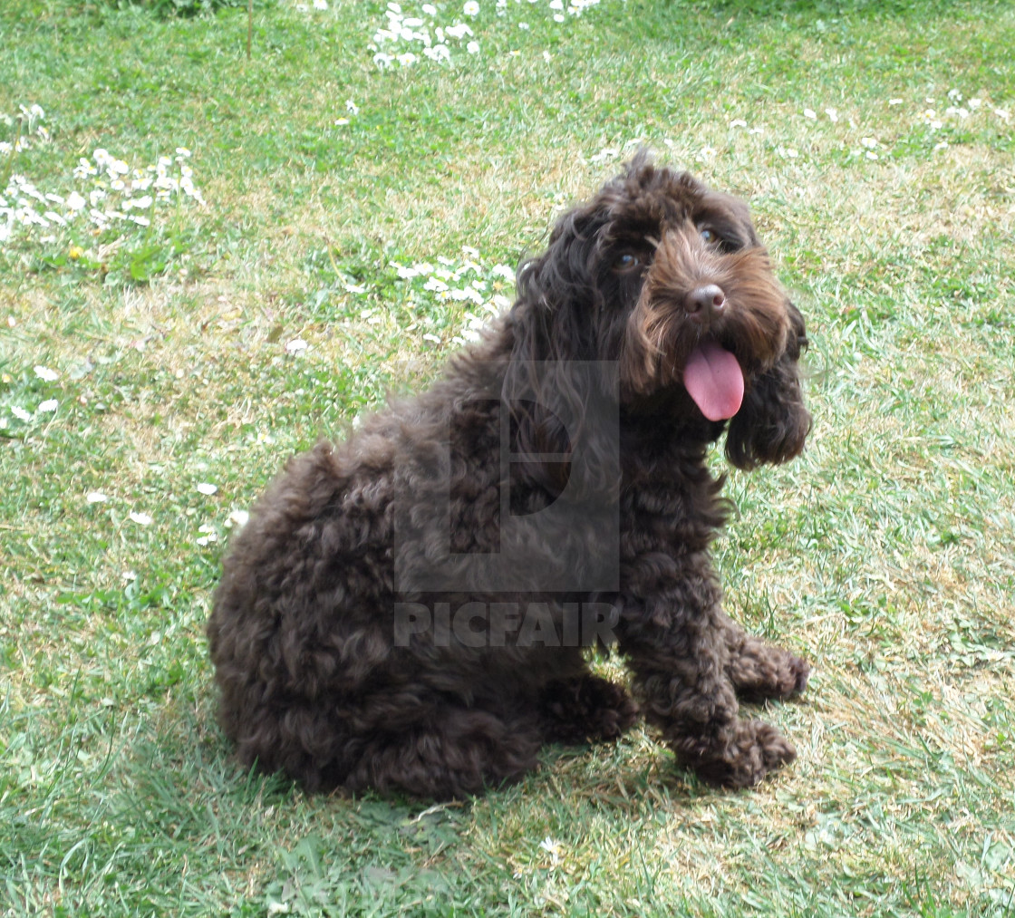 Cockapoo panting Clearance